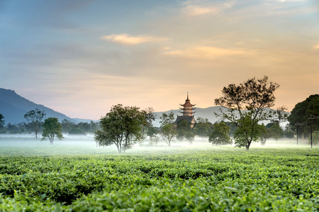 Wide green tea fields at dawn with mist, trees, and a distant pagoda